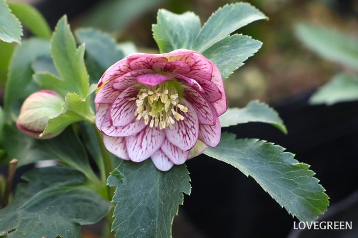 横山園芸さん　クリスマスローズ