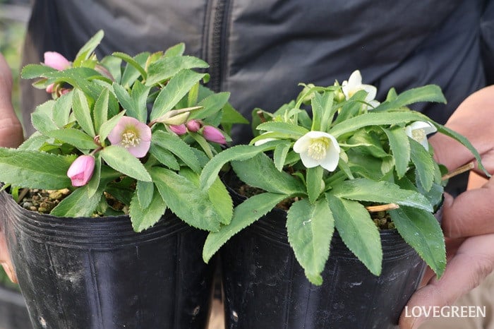 横山園芸さん　クリスマスローズ