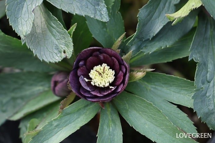 横山園芸さん　クリスマスローズ