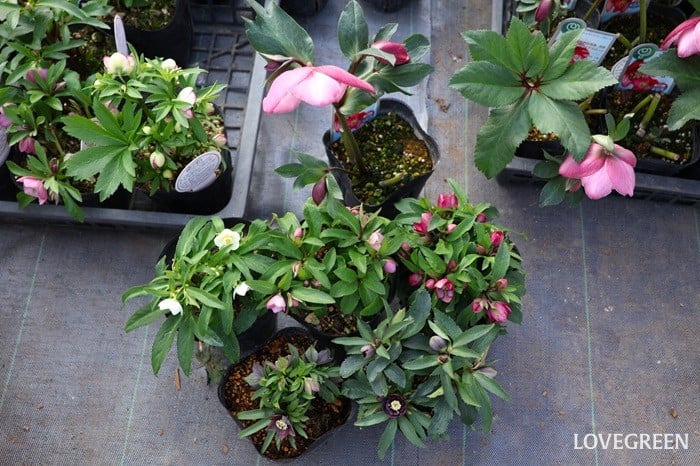 横山園芸さん　クリスマスローズ