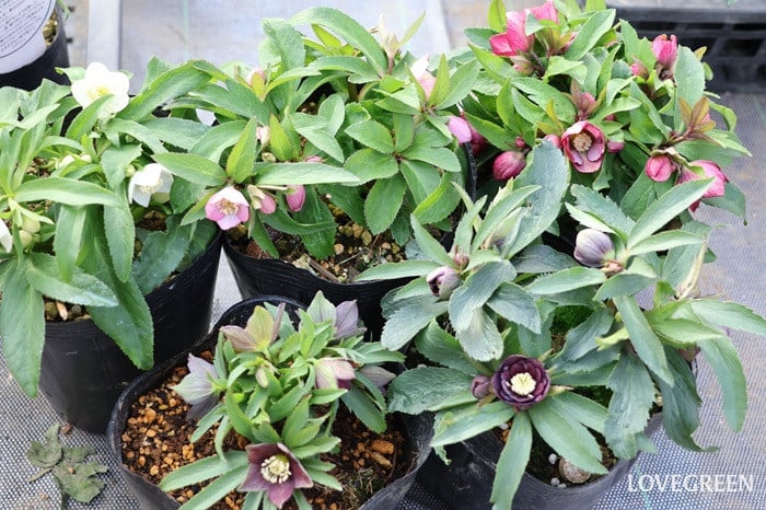 横山園芸さん　クリスマスローズ