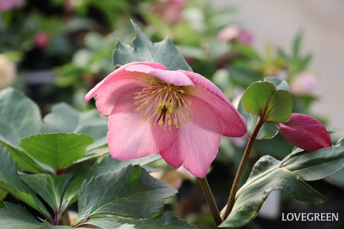 横山園芸さん　クリスマスローズ