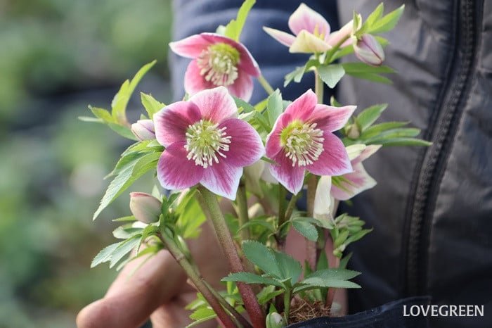 横山園芸さん　クリスマスローズ
