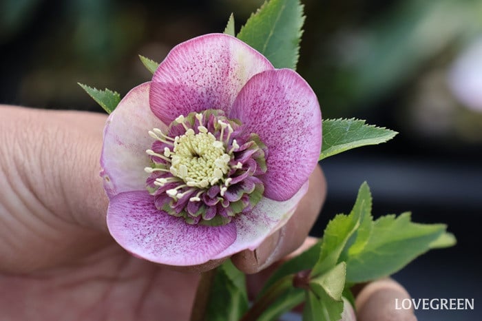 横山園芸さん　クリスマスローズ