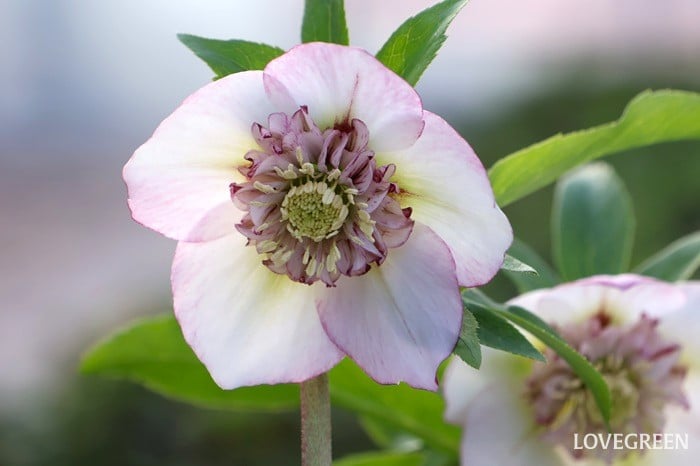 横山園芸さん　クリスマスローズ