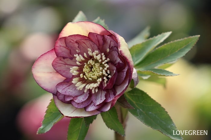 横山園芸さん　クリスマスローズ