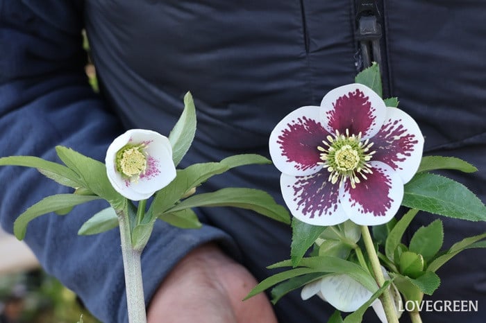 横山園芸さん　クリスマスローズ