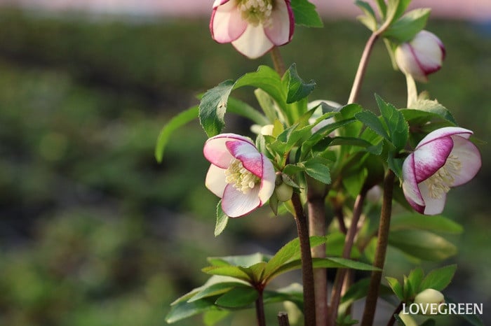 横山園芸さん　クリスマスローズ