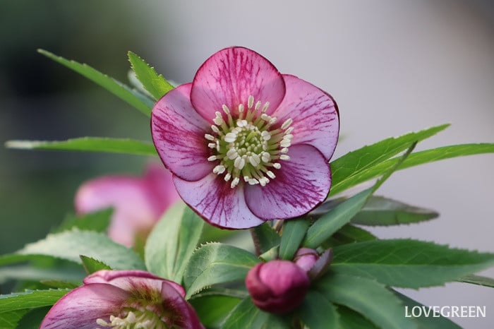 横山園芸さん　クリスマスローズ