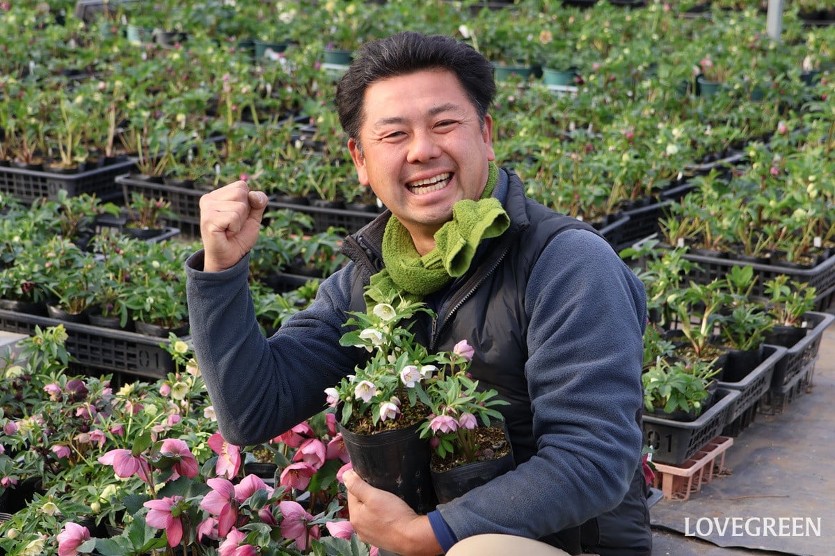 横山園芸 横山直樹さん|ずっと育てたいと思ってもらえるクリスマスローズを作りたい