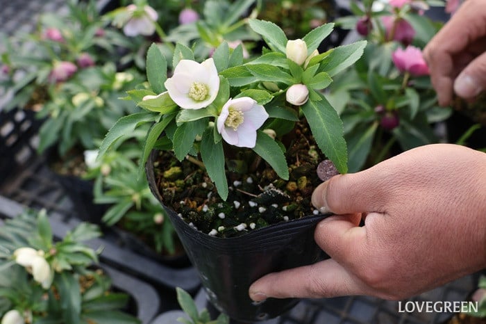 横山園芸さん　クリスマスローズ