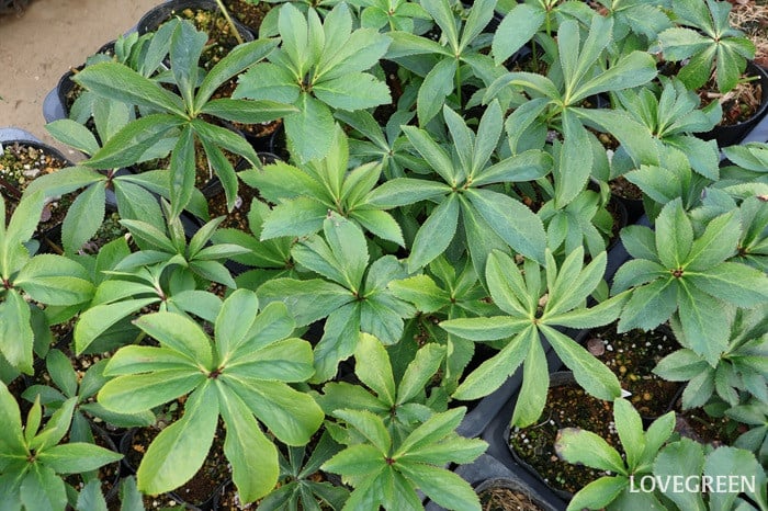 横山園芸さん　クリスマスローズ