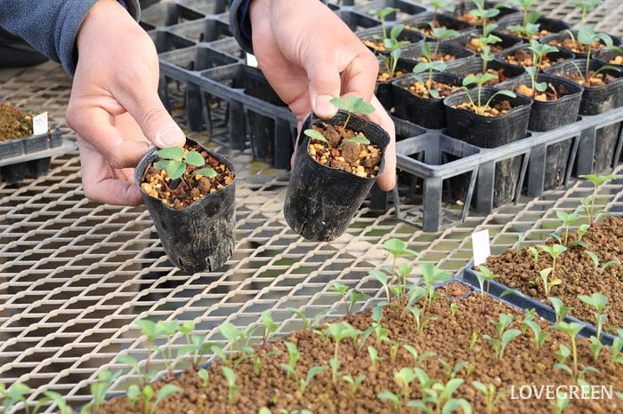 横山園芸さん　クリスマスローズ