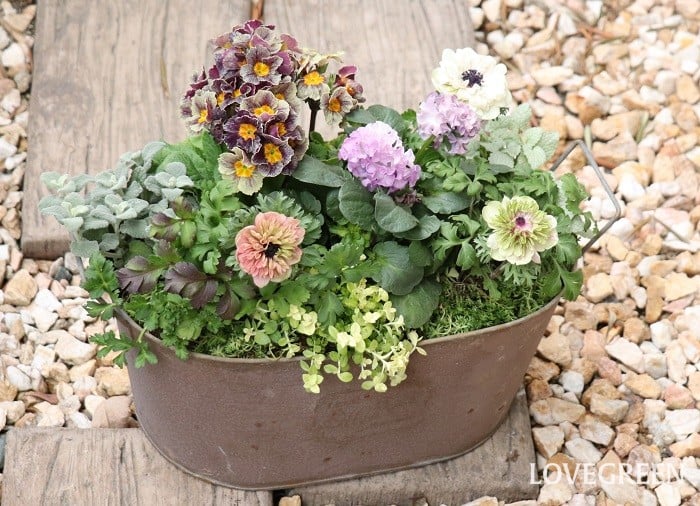 アネモネ　寄せ植え