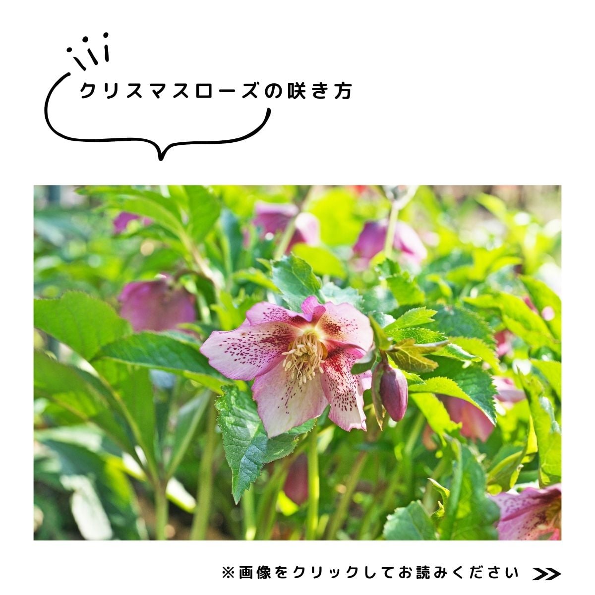 クリスマスローズ特集　咲き方