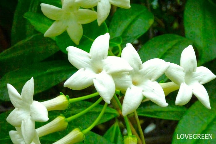 マダガスカルジャスミン