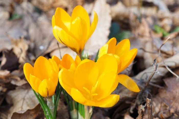 canvaクロッカス