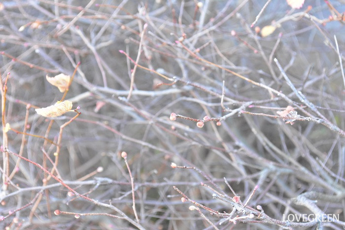 ヒュウガミズキ