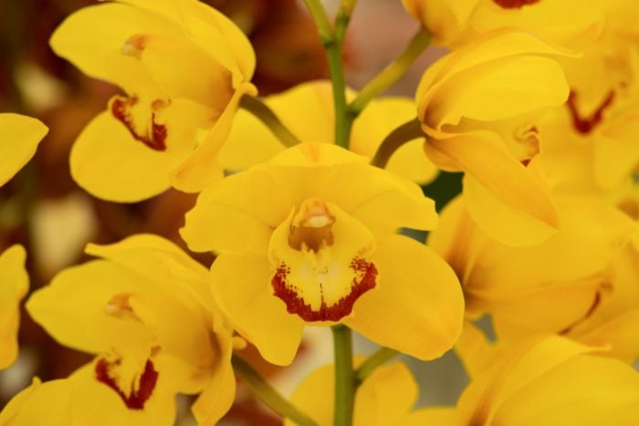 canvaシンビジウム