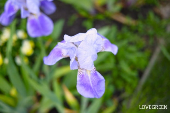 ジャーマンアイリス