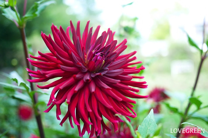 ダリア カクタス咲き