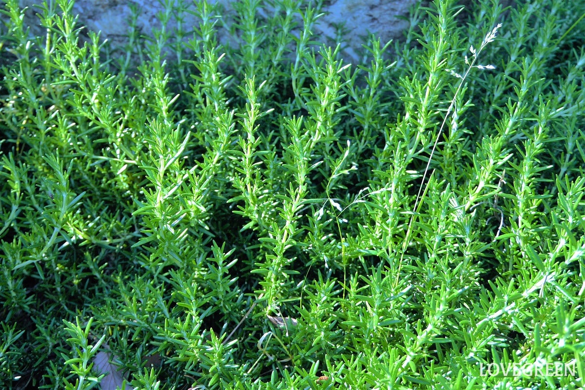ローズマリー｜香りが魅力の若返りのハーブをとことん楽しむ！