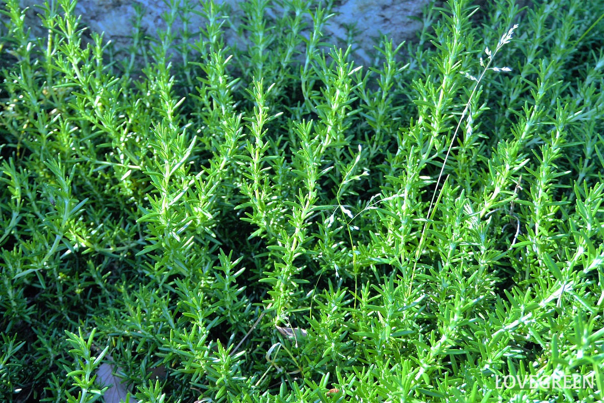 ローズマリー|香りが魅力の若返りのハーブをとことん楽しむ!