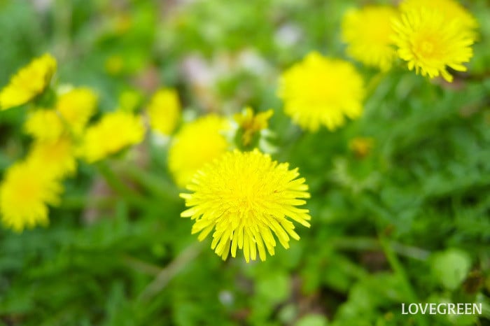 タンポポ1小 タンポポ