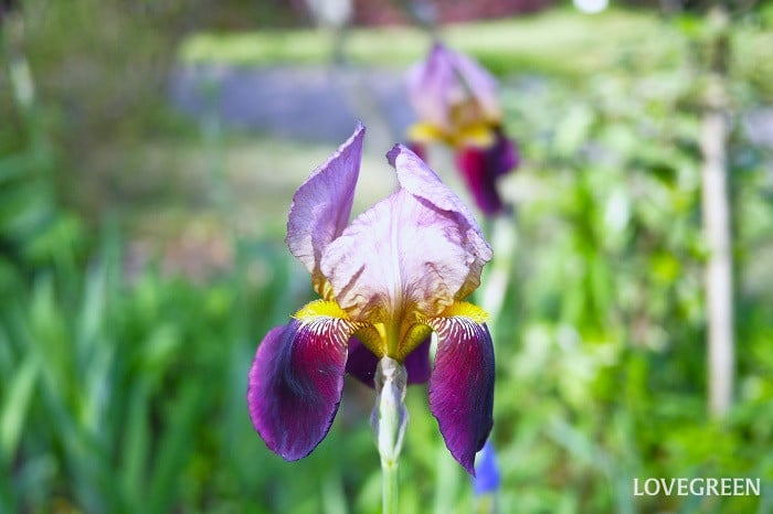 ジャーマンアイリス