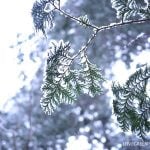 植物の冬越し対策