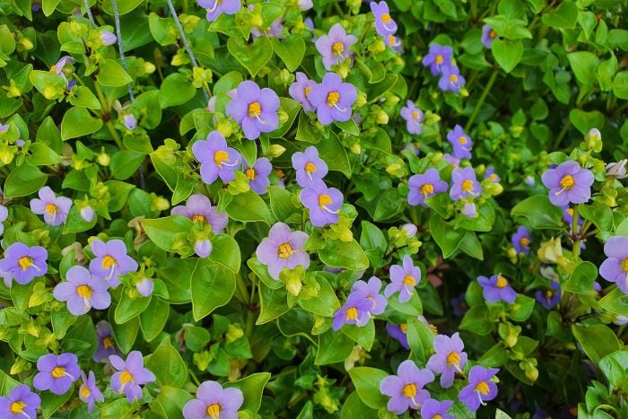 canvaエキザカム