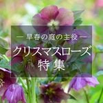 LG特集タイトルクリスマスローズ