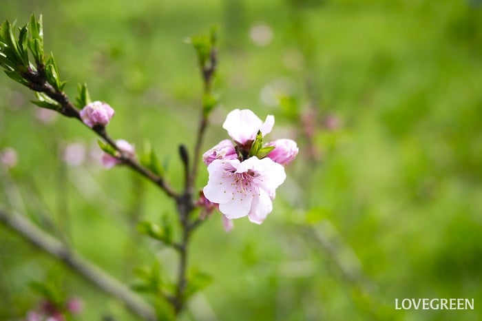 桃の花