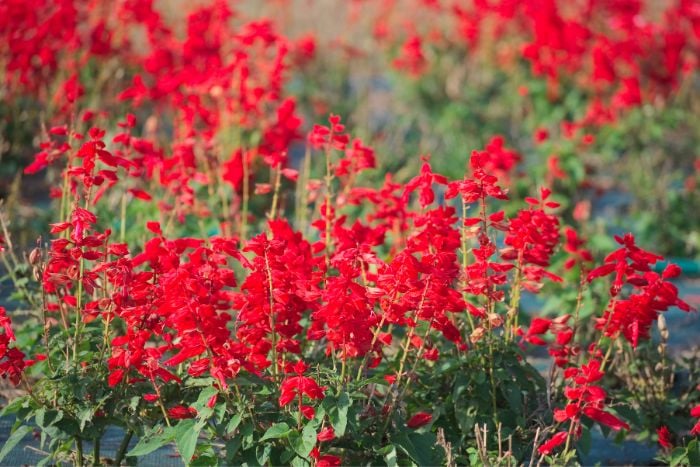 canva サルビア・スプレンデンス