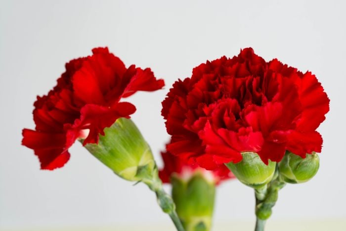 カーネーション