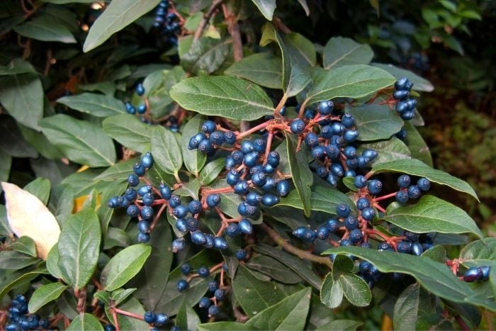 canvaビバーナム・ティナス