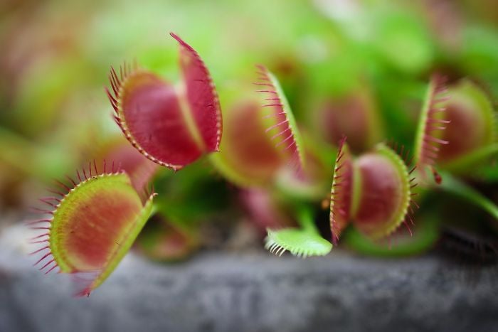 Canvaハエトリグサ