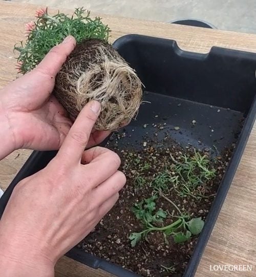 プロトリーフ二子玉川本店