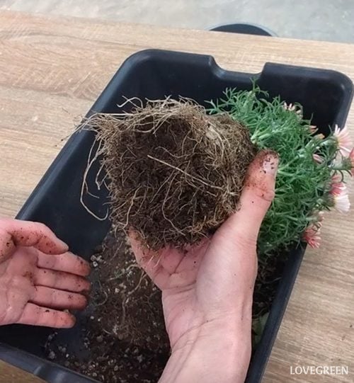 プロトリーフ二子玉川本店