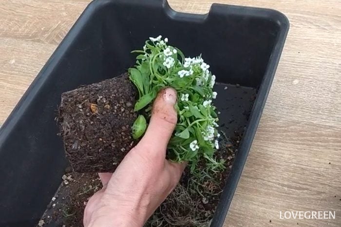 プロトリーフ二子玉川本店