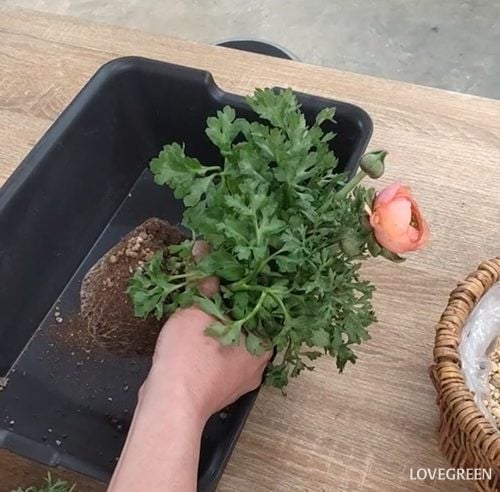 プロトリーフ二子玉川本店