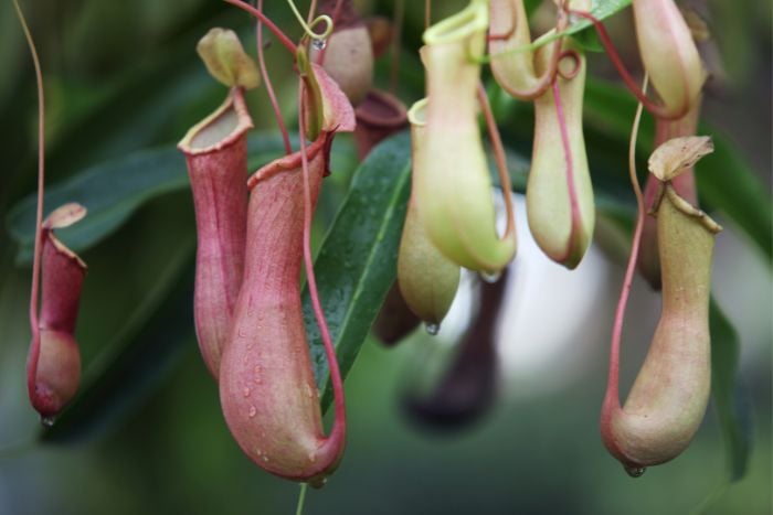 canva ウツボカズラ canva ウツボカズラ