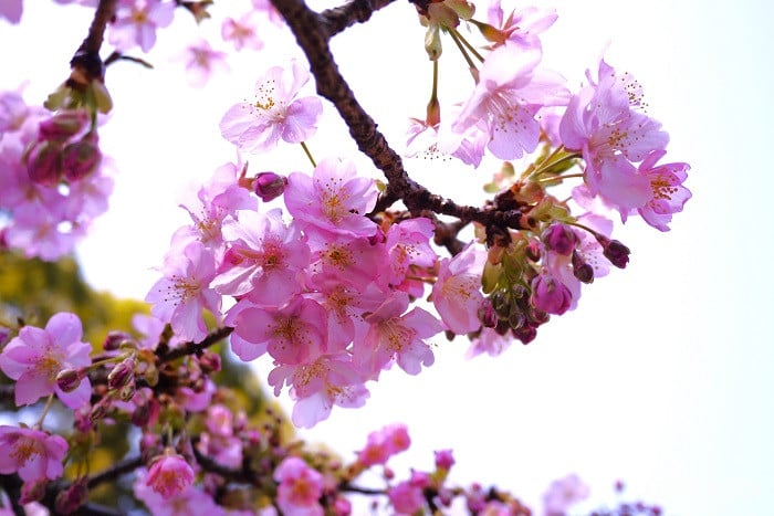河津桜