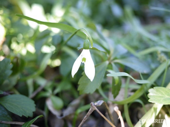 スノードロップ
