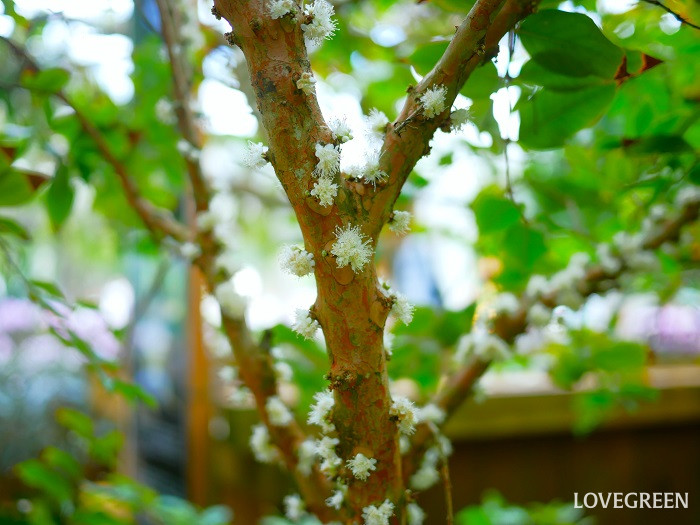 シャボチカバの花
