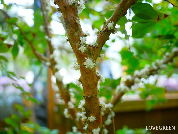 シャボチカバ小 シャボチカバの花