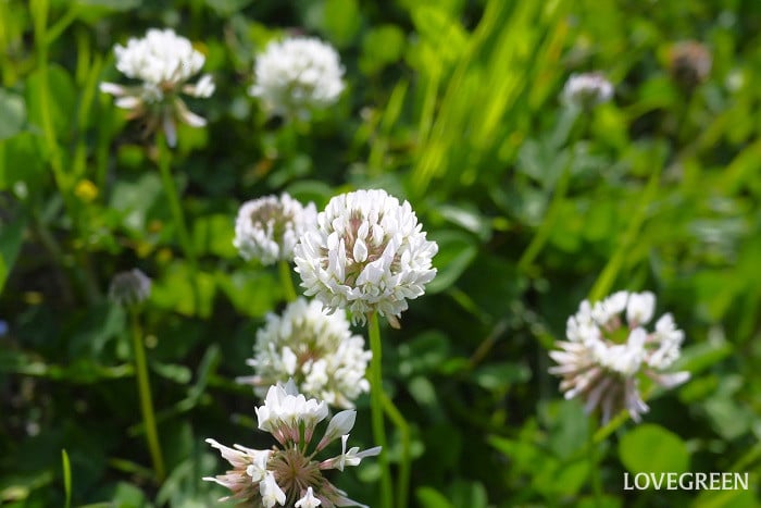 シロツメクサ