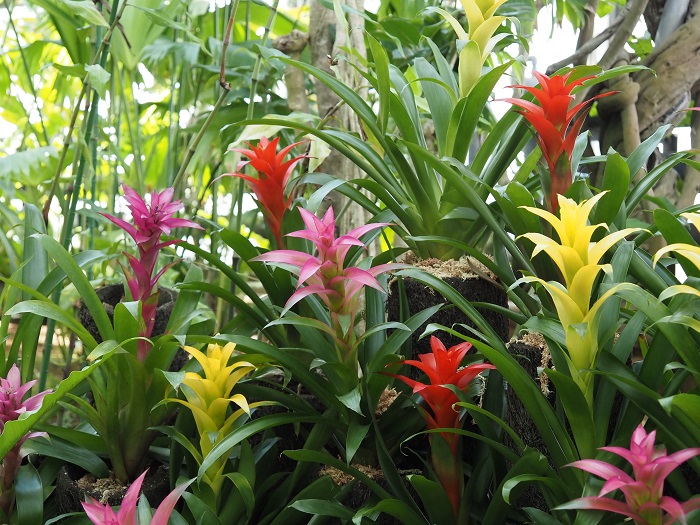 Adobeグズマニア Adobeグズマニア