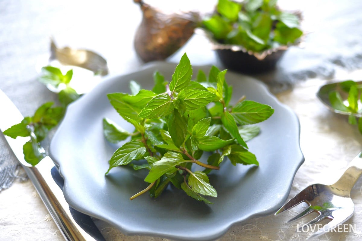 ミント|爽やかな香りが魅力のハーブ。育て方と楽しみ方