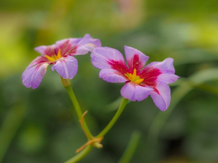 リューココリーネ